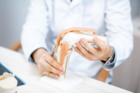 Orthopädie-allgemein: Kniegelenk-Modell in den Händen eines Orthopäden zur Demonstration.